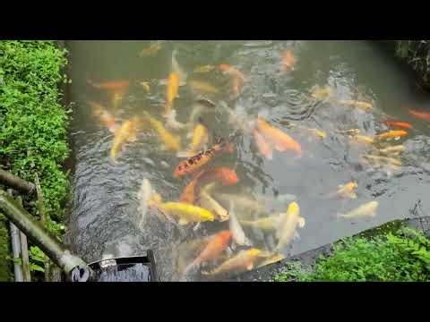 Koi fish at Shifen Waterfall