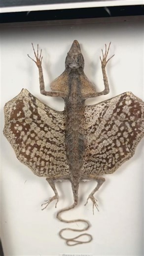 A real flying dragon… kind of. Draco Lizard 🦎