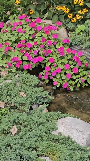 These Impatiens are exploding in my pond. You can't even see where the water is coming from! #flowers #waterfalls #pond #filtration #beauty #serenelife #backyardretreat | Serene Water Gardens