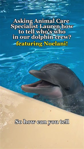 We asked Animal Care Specialist Lauren at Seven Seas: how do you tell who's who in our dolphin group? #dolphins #dolphinsoftiktok #marinemammals #animals #animalsoftiktok #animallovers