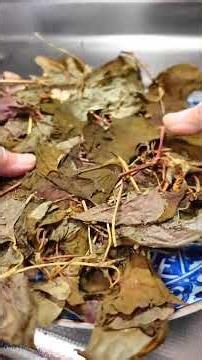 自家製簡単ドクダミ健康茶