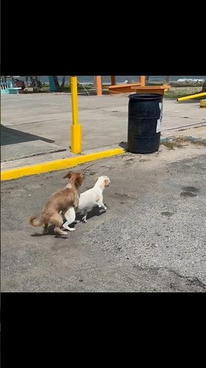Street Dogs Breeding