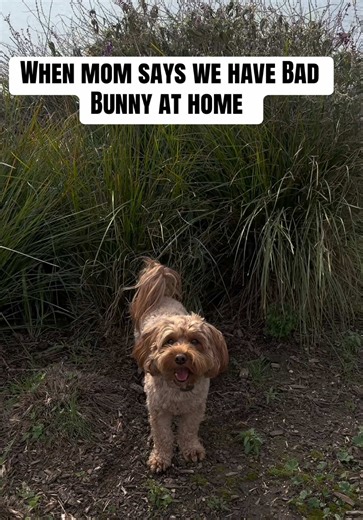 Bad Bunny and Cavapoos: A Fun Take on Expectations