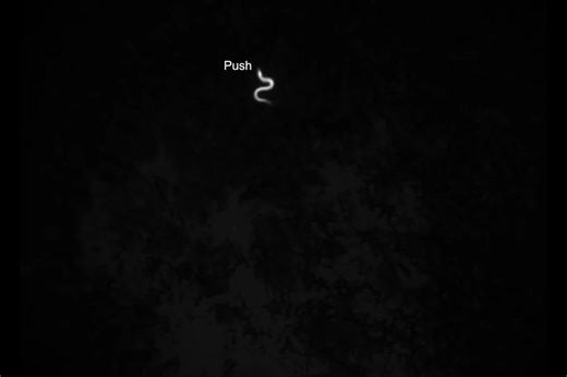 Researchers are inching closer to stopping parasitic worms from getting under your skin