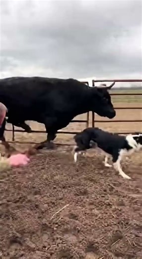 Heroic Farm Dog Saves the Day #pet #funnydogs