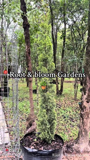 Root and Bloom Gardens: Landscaping and Plant Services