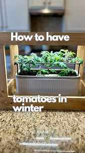 Micro Tomatoes are tomato varieties that don’t get taller than 12-20” and are perfect for growing indoors under lights in the winter. I can get both the tomato plant smell fix and fresh tomato fix I’m craving when it’s cold outside. I friend sent me Emerald Flame and Golden Hour micro tomato seeds. You can find these varieties at @wildboarfarms. Other retailers sell different varieties and a google search should pull them up. Take note that Dwarf and Micro Tomatoes are VERY different. Dwarf toma