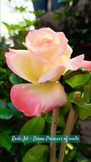 #rose #rose diana princess of walls #gardening