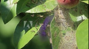Apple ermine moth larvae colony web on apple tree. Yponomeutidae family. Yponomeuta malinellus Stock Video