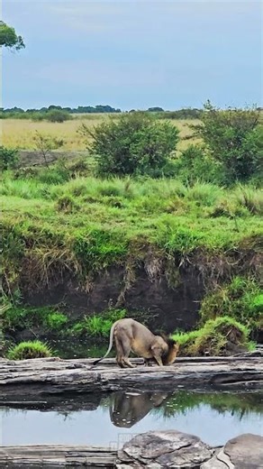 Watch The Big Lion Cross The River!! 🦁🏞 #Wildlife #ShortsAfrica