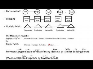 Biology Chapter 5 part 1