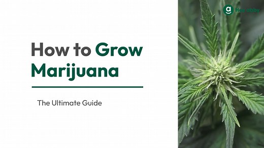 How to Grow Marijuana | Tips & Techniques