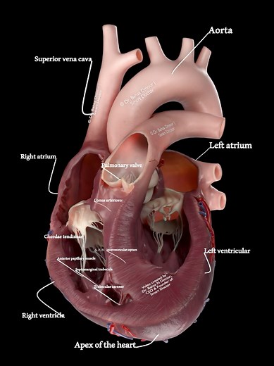 Heartbeat Sounds Explained: S1 & S2 Valves