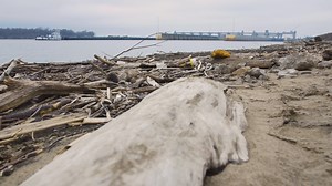 Brad Walker, a retired employee of Missouri Coalition for the Environment, shares the impact that channelization has had on the Missouri River, which is the longest tributary of the Mississippi River. Find out more in our #MightyMississippi exhibit. | Missouri History Museum