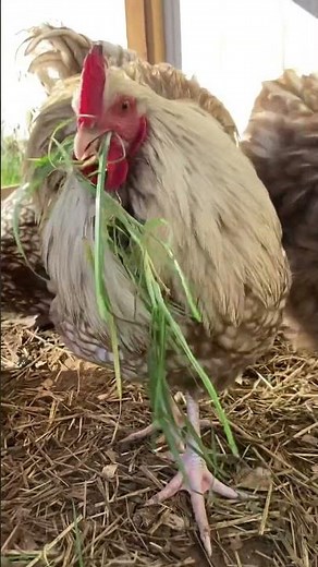 Rare Chocolate Silver Laced Orpington Chickens!