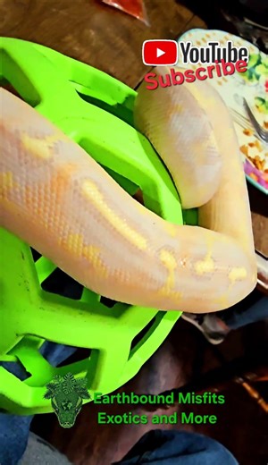 My colorful python! Handsome Rob, Banana Fire Freeway as a baby!!