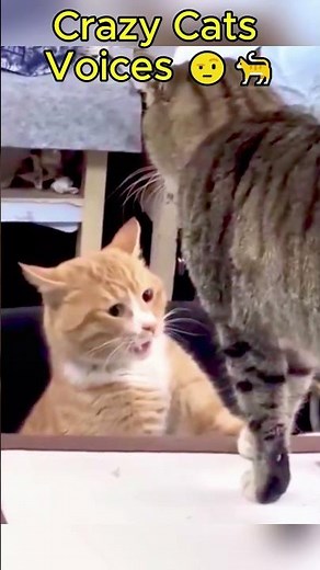These cats are definitely aliens in disguise! 🛸👽 #funny