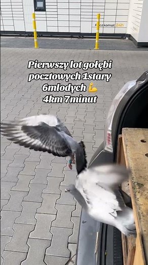 Pierwszy lot gołębi pocztowych | 6 młodych i 1 stary 🕊️ 4 km w 7 minut!