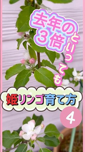 【🍎姫リンゴ育て方④】 #オルゴール #ひめりんご #鉢植え #小さな庭 #ガーデニング #癒し #音源