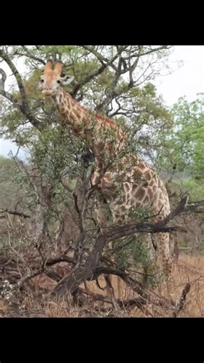 Giraffes eating. #animals #wildlife #giraffe | Xiaobaibai