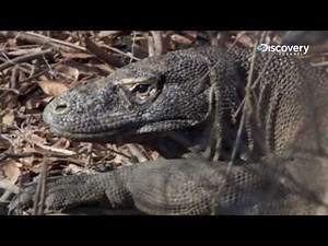 Life - A Dragon Hunt