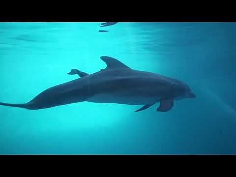 Luna, a 10-year-old Atlantic bottlenose dolphin, nurses her newborn calf at Gulf World Marine ...
