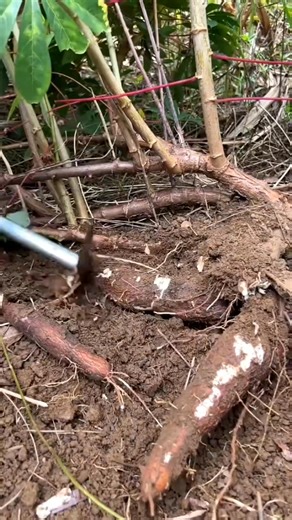 The crunch of digging, the rush of water washing soil away, the slice of the knife—root prep ASMR! 🥕🌿🎧 Earthy, fresh, and deeply satisfying. ✨ . . . #plants #roots #cutting #farm #myfarm #knife | Farming With Sharp Knife