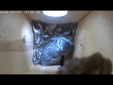 Eastern Screech Owl Box Camera