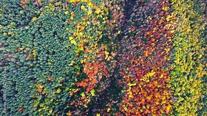 Autumn forest with colorful trees