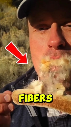 Why You Should NEVER Bite a Mature Cattail! 😱 #facts #shorts