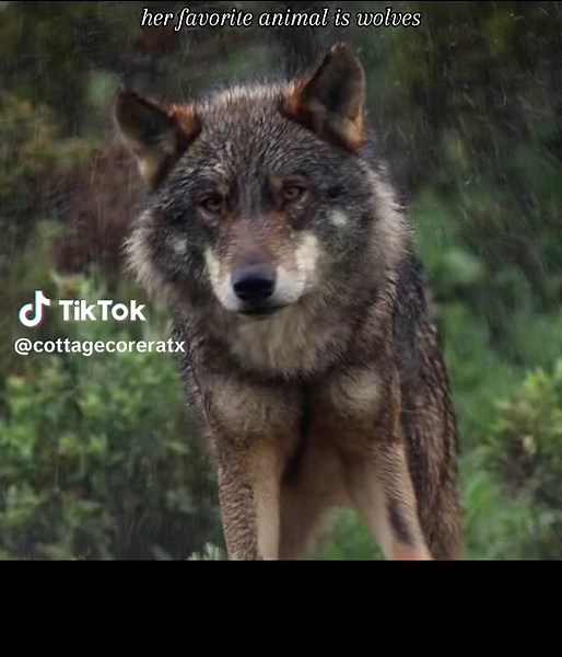 Discover the Fascinating World of Wolves