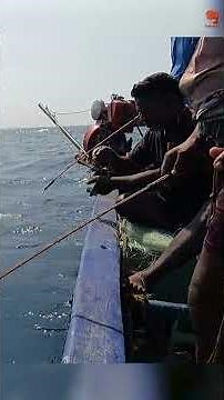 Catching King Fish Using Ribbon Fish as Bait #fishing #fishingvideo #fishingtime #