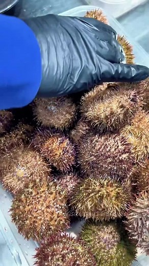 featuringseacreatures68 on TikTok