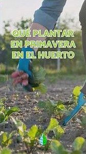 Vegetables, greens and aromatic plants to PLANT in SPRING in the GARDEN 🥬🍅