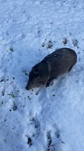 6K views · 104 reactions | Tulsa Zoo on Reels | Facebook