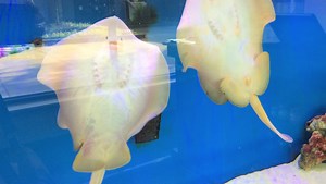 Underwater discoveries await at new exotic fish store