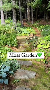 The moss garden recently.💚🌿Location is our cottage in New Hampshire. We bought it in 2011 and I have been slowly transforming the gardens as a labor of love. For more on this area and the rest of the garden, along with plant names, check out the Garden Tour playlist. Some plants I’ve added here are ferns, astilbe, coral bells, hosta, lamium and a limelight hydrangea. In the back it’s macrophylla hydrangeas I thought would always just be foliage, and a number of other things but mostly ferns. I