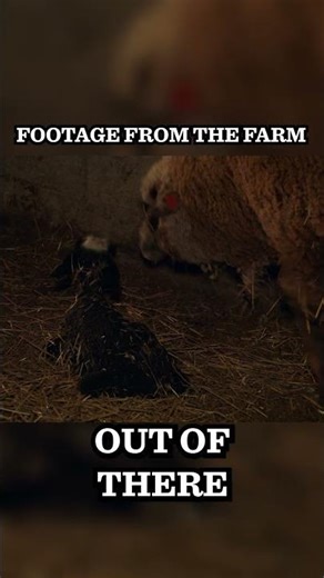 Welcome to Pol Farm!🐑💕 Tiny Lamb’s Big Entrance! #drpol #farmlife