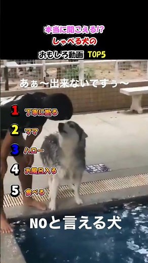 ㊗️500万再生🎊おしゃべりする犬がすごすぎる#犬#喋る犬 #おもしろ動画