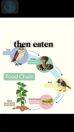 A Food Chain || Food Chain For Kids || What is food chain? #foodchain#foodchainforkids#food