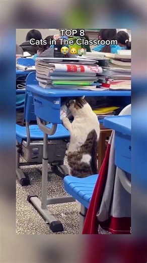 TOP 8 Cats in The Classroom 😭🐱🏫