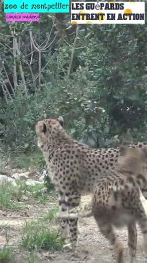 ZOO de MONTPELLIER🐆 GUEPARDS GO !