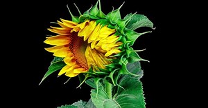 Yellow Sunflower Head Blooming in Time Lapse. Opening Flower on a Black Background from Bud