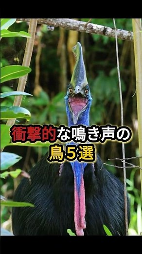 衝撃的な鳴き声の鳥５選 #スズドリ #ヒクイドリ #コトドリ #ワライカワセミ #ハシビロコウ