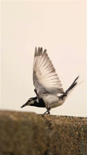 ハクセキレイ捕食の瞬間 #捕食シーン #birds #wildlife