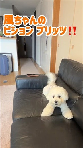 風ちゃん爆走‼️ビション・ブリッツ
