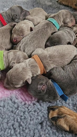 Adorable Australian Kelpie Puppies ❤️🐾