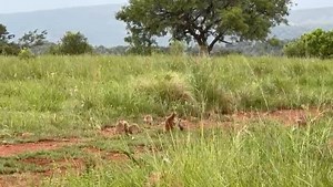 Our rewilded meerkat mob enjoyed some playtime this morning, while one of their siblings were guarding their den... There's new babies! This precious family is still growing bigger in numbers, and their successful adaptation to their natural habitat is making us so proud and happy! Thanks to our return volunteer, Franzi, for the lovely video! #meerkatsAreNotPets #meerkatrescues #meerkatrelease #savethecheetah #rewilding #motherraised #exsituprogram #rescuedlions #gapyear #internship #cheetahcubs