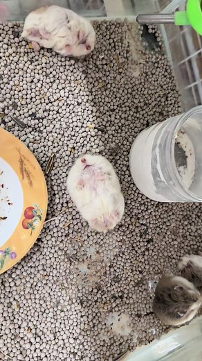 Hamster robo siêu cute :) #lohapetshop #hamster