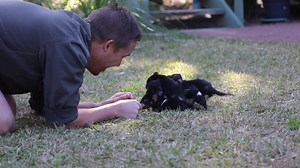 We're still trying to catch our breaths from squealing in delight at these lil' baby devils gettin' their daily exercise chasing one of their carers, Tim, around 😍😂😍 🎥 @Australian Reptile Park | ABC Hobart